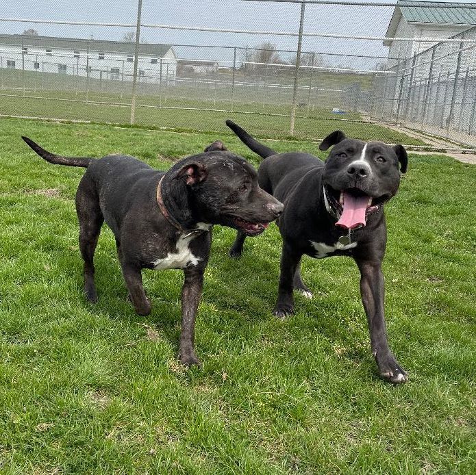 Enlarge Ant Man, a Adoptable mixed breed in Lake Odessa, MI image 3/12