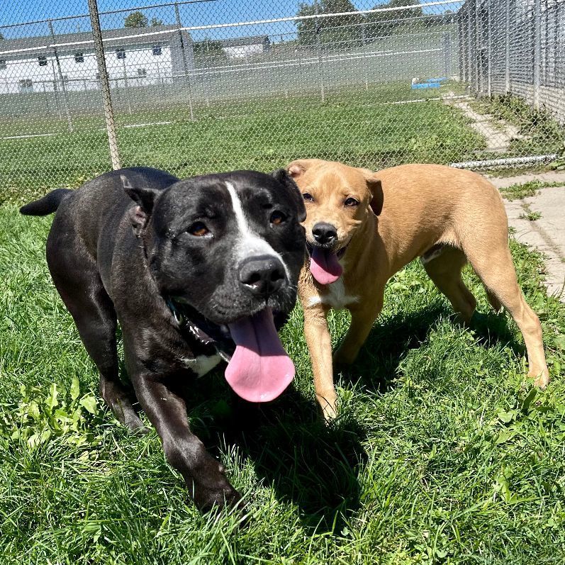 Enlarge Ant Man, a Adoptable mixed breed in Lake Odessa, MI image 4/12