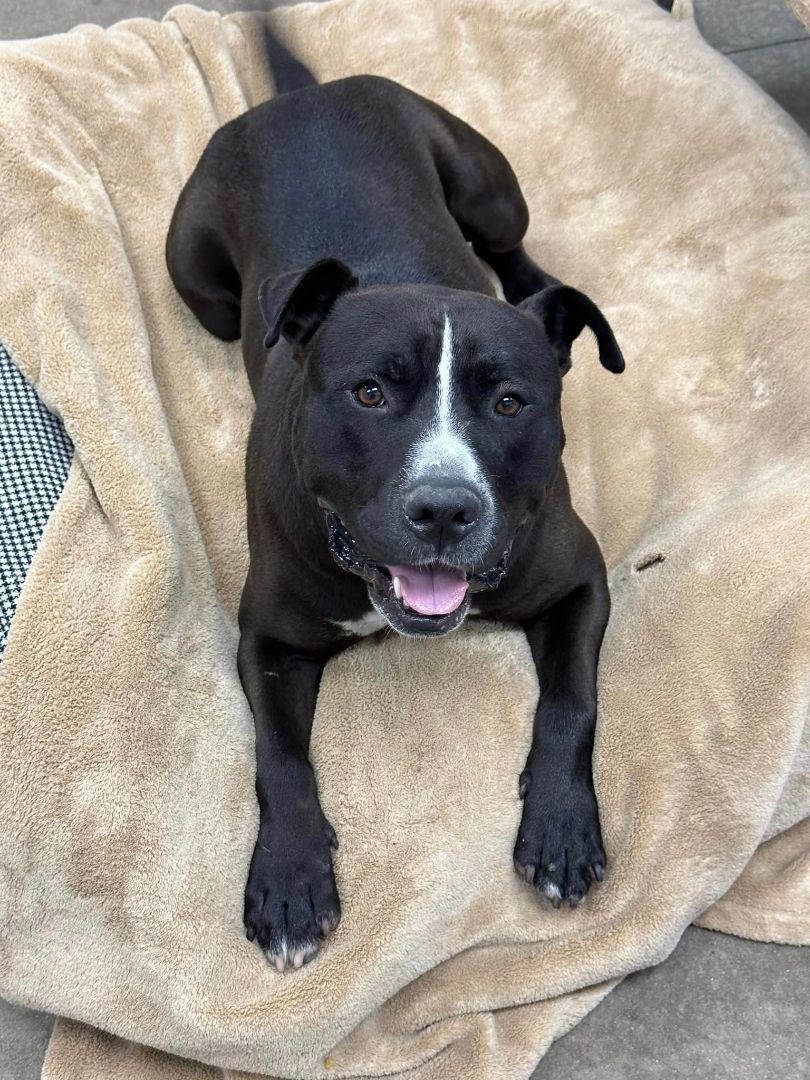 Enlarge Ant Man, a Adoptable mixed breed in Lake Odessa, MI image 5/12