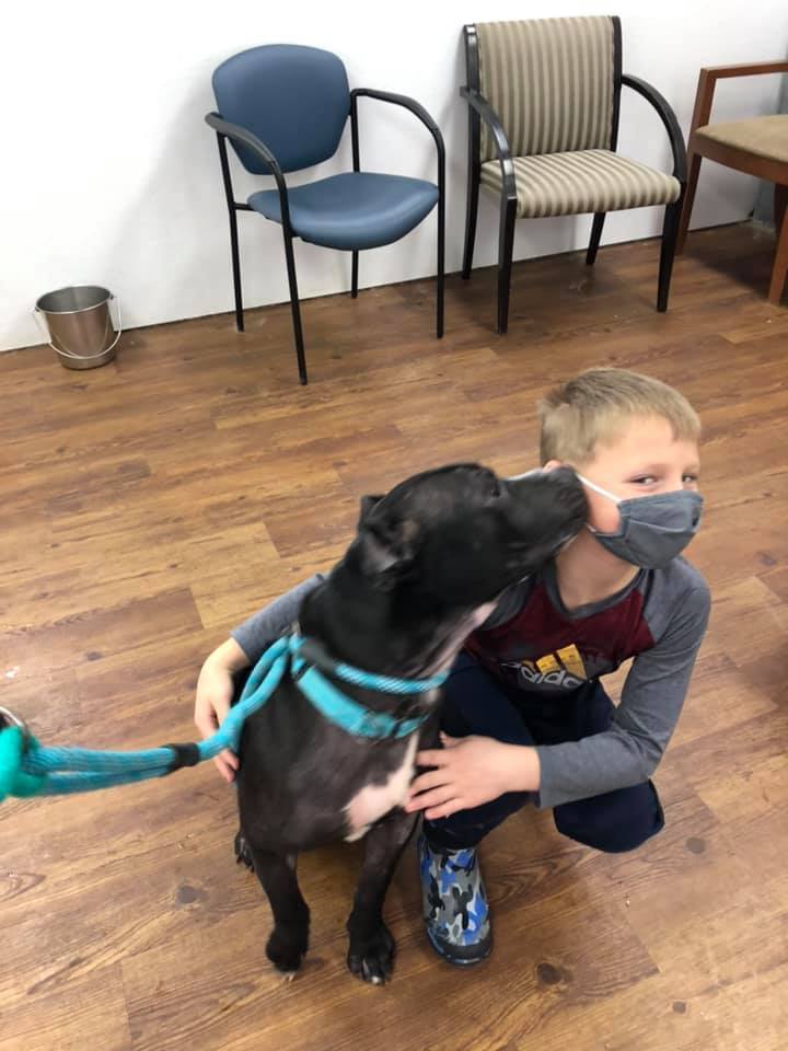 Enlarge Ant Man, a Adoptable mixed breed in Lake Odessa, MI image 6/12