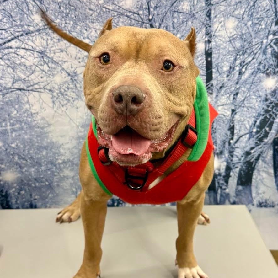 Enlarge Dozer, an adopted mixed breed in Valparaiso, IN image 5/5