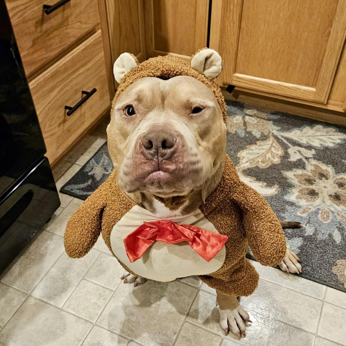 Dozer, a Adoptable mixed breed in Valparaiso, IN image 3/4