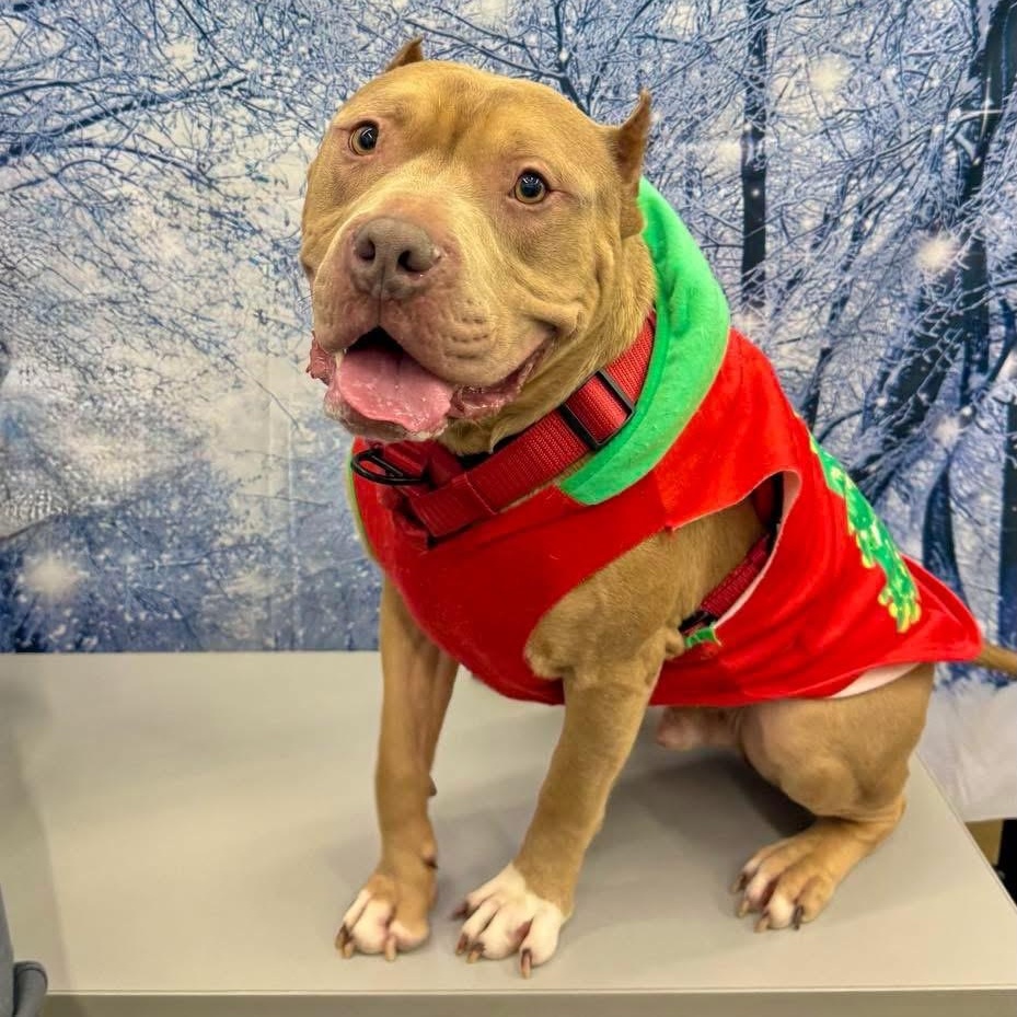 Enlarge Dozer, an adopted mixed breed in Valparaiso, IN image 4/5