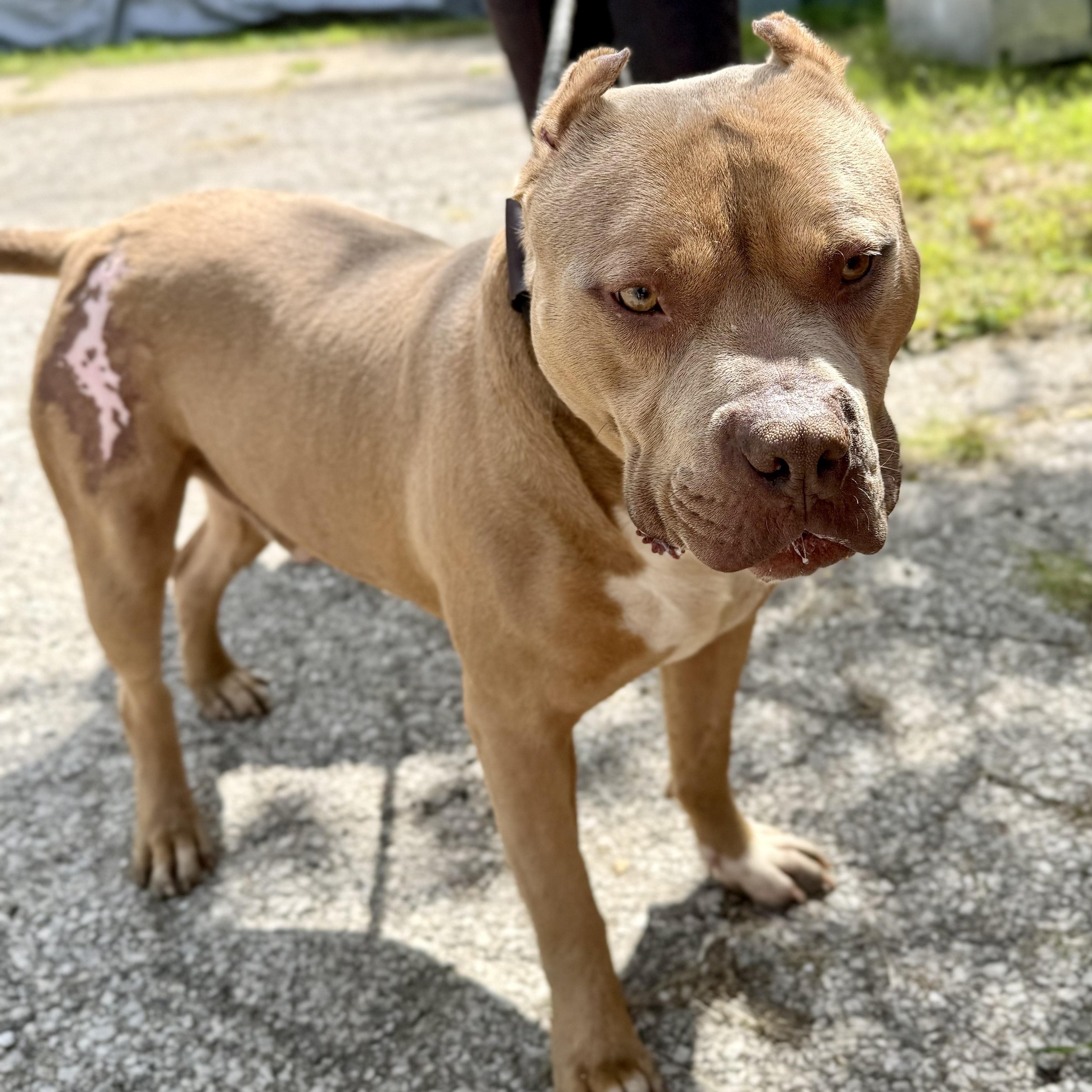 Dozer, a Adoptable mixed breed in Valparaiso, IN image 2/4