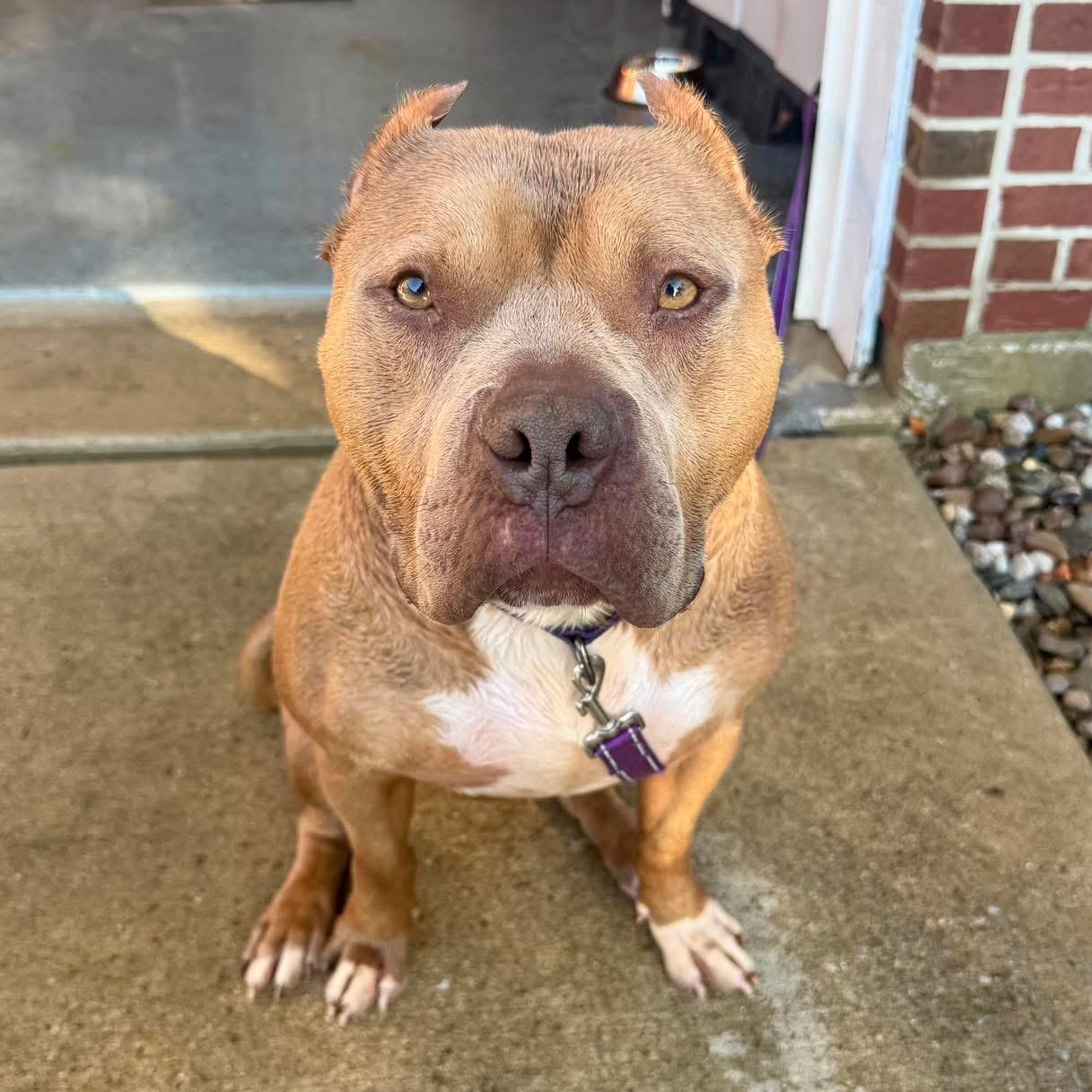 Dozer, a Adoptable mixed breed in Valparaiso, IN image 1/4