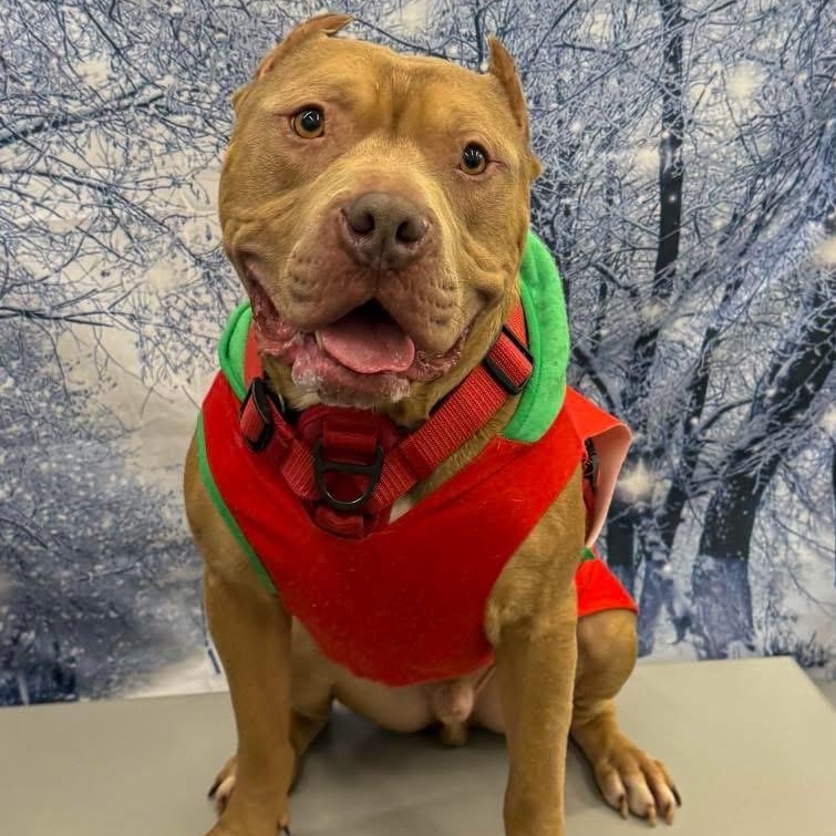 Enlarge Dozer, an adopted mixed breed in Valparaiso, IN image 1/5