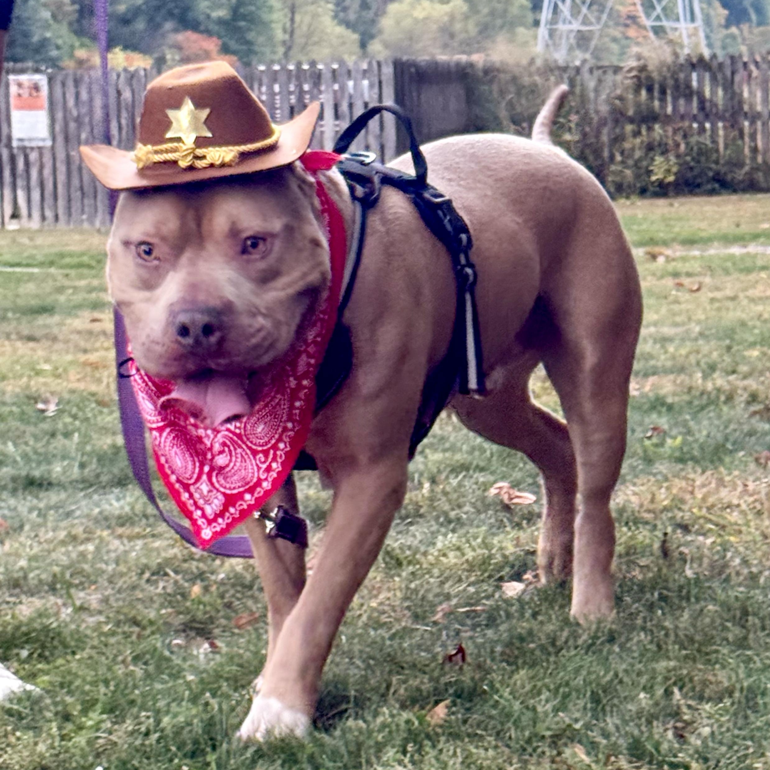 Dozer, a Adoptable mixed breed in Valparaiso, IN image 4/4
