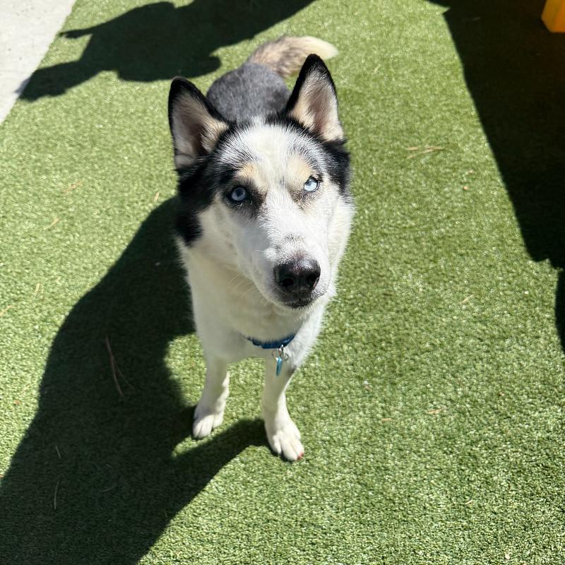 Enlarge Jaxx, a Adoptable Mixed Breed in Truckee, CA image 4/6