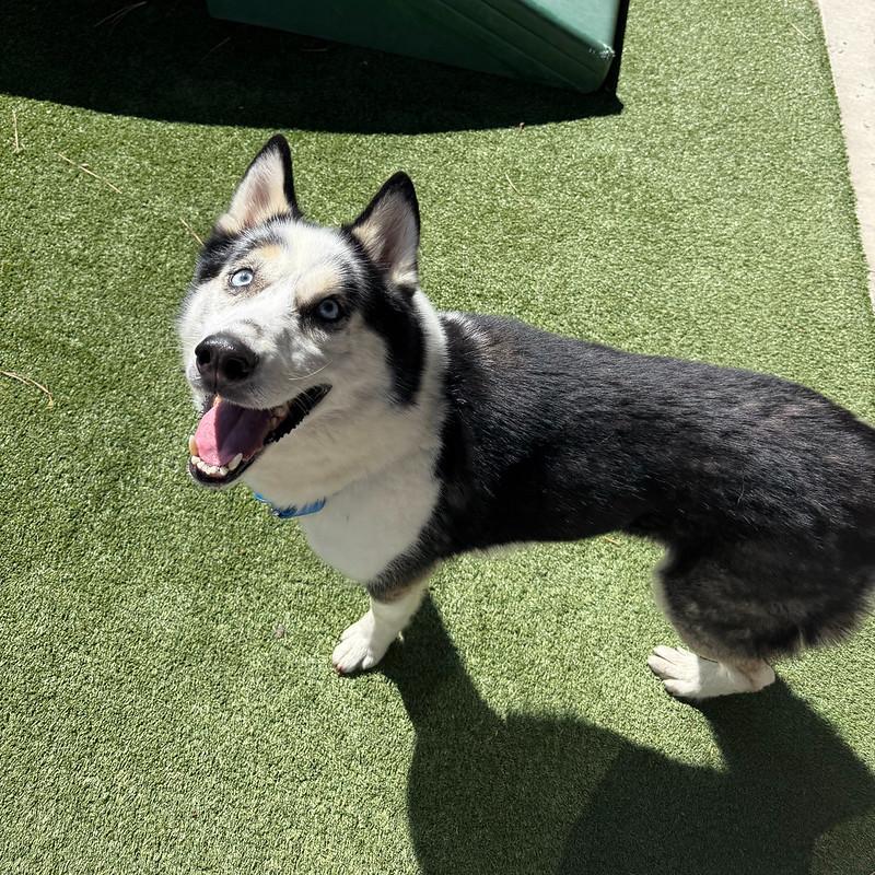 Enlarge Jaxx, a Adoptable Mixed Breed in Truckee, CA image 3/6
