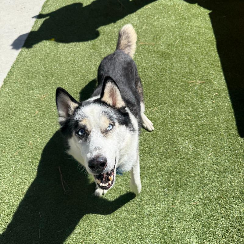 Enlarge Jaxx, a Adoptable Mixed Breed in Truckee, CA image 5/6