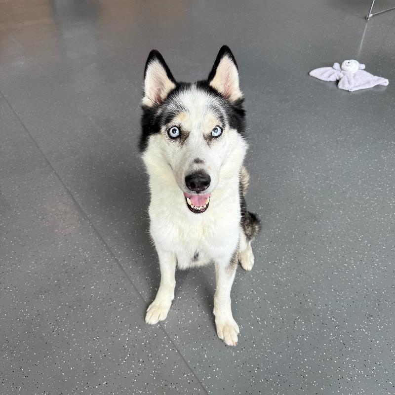 Enlarge Jaxx, a Adoptable Mixed Breed in Truckee, CA image 2/6