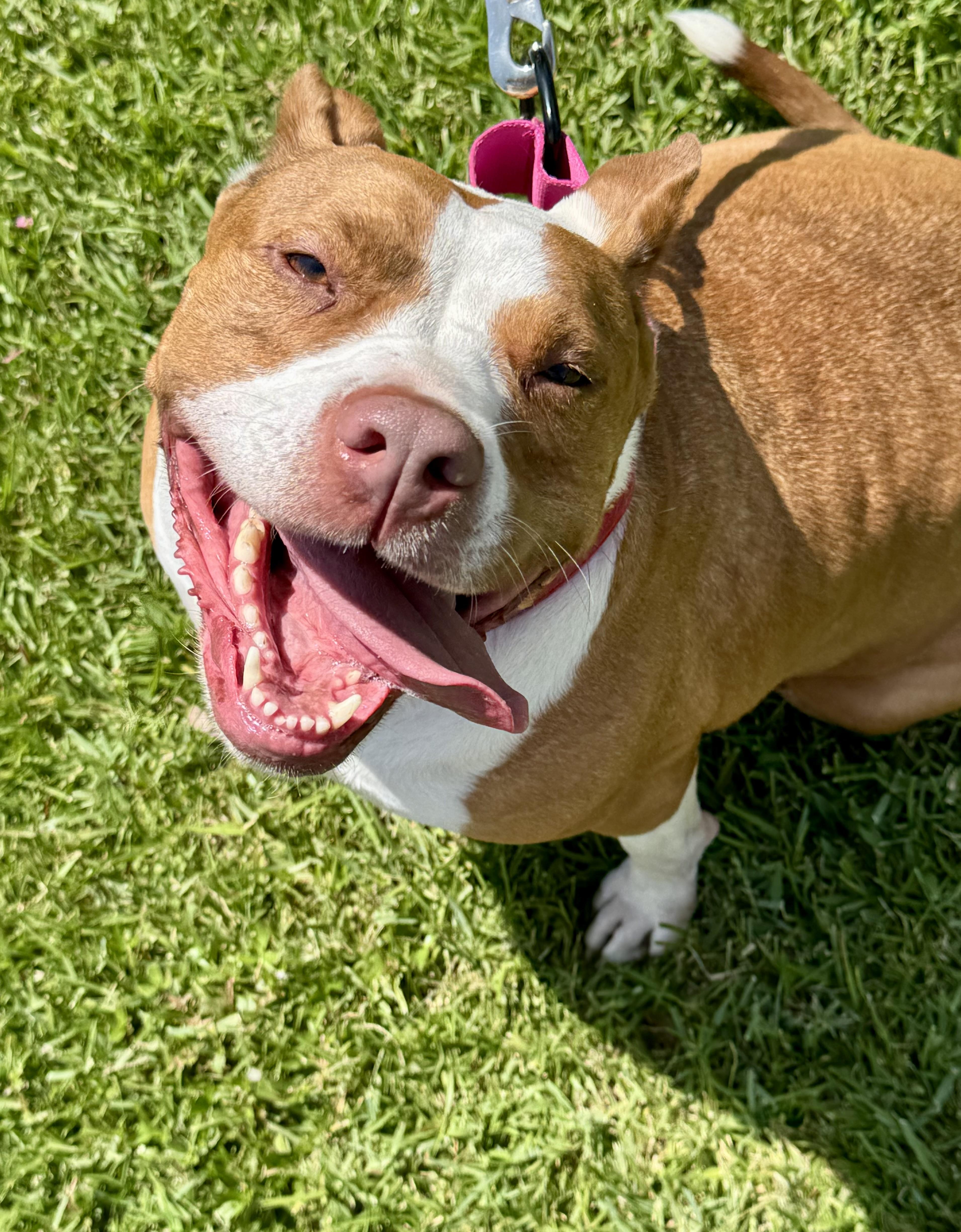 Enlarge SIMONE.....beautiful AND SWEET, a Adoptable mixed breed in Cantonment, FL image 3/6