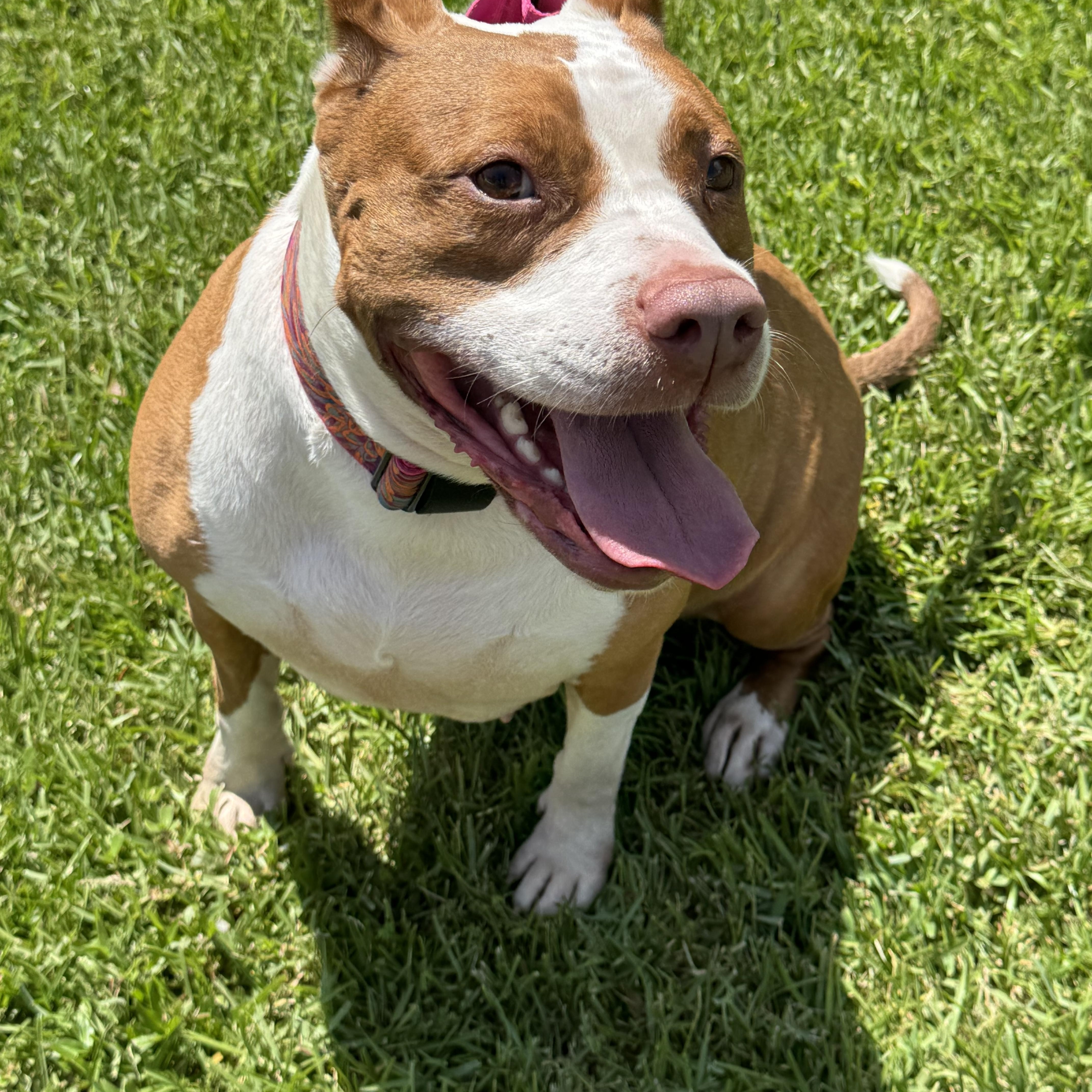Enlarge SIMONE.....beautiful AND SWEET, a Adoptable mixed breed in Cantonment, FL image 2/6