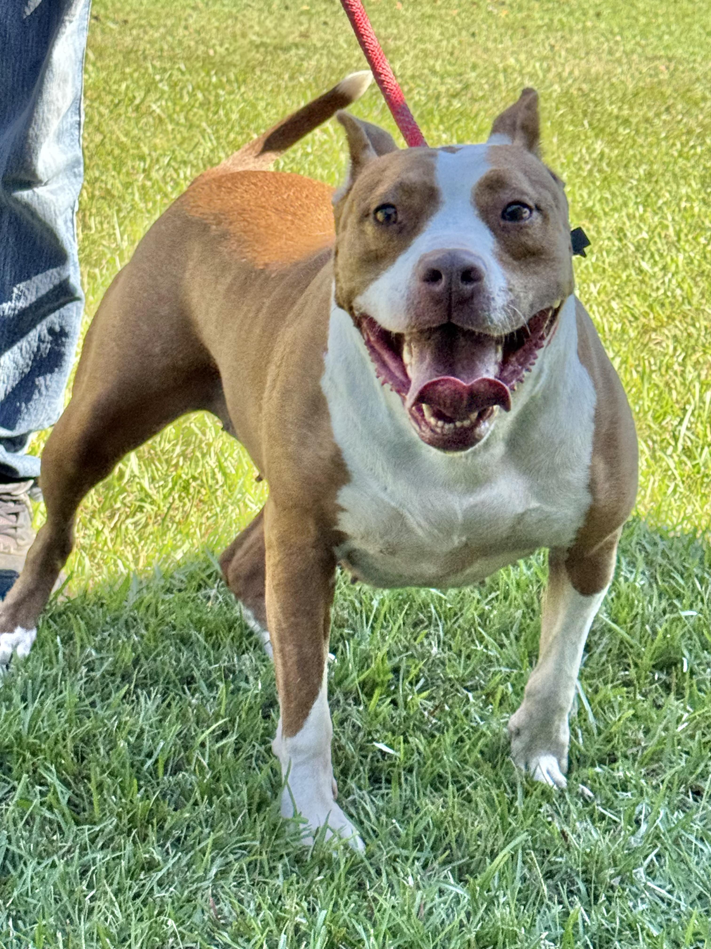 Enlarge SIMONE.....beautiful AND SWEET, a Adoptable mixed breed in Cantonment, FL image 4/6