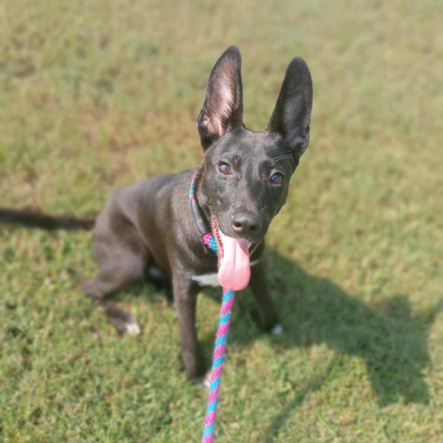 Radar, Young Male Shepherd