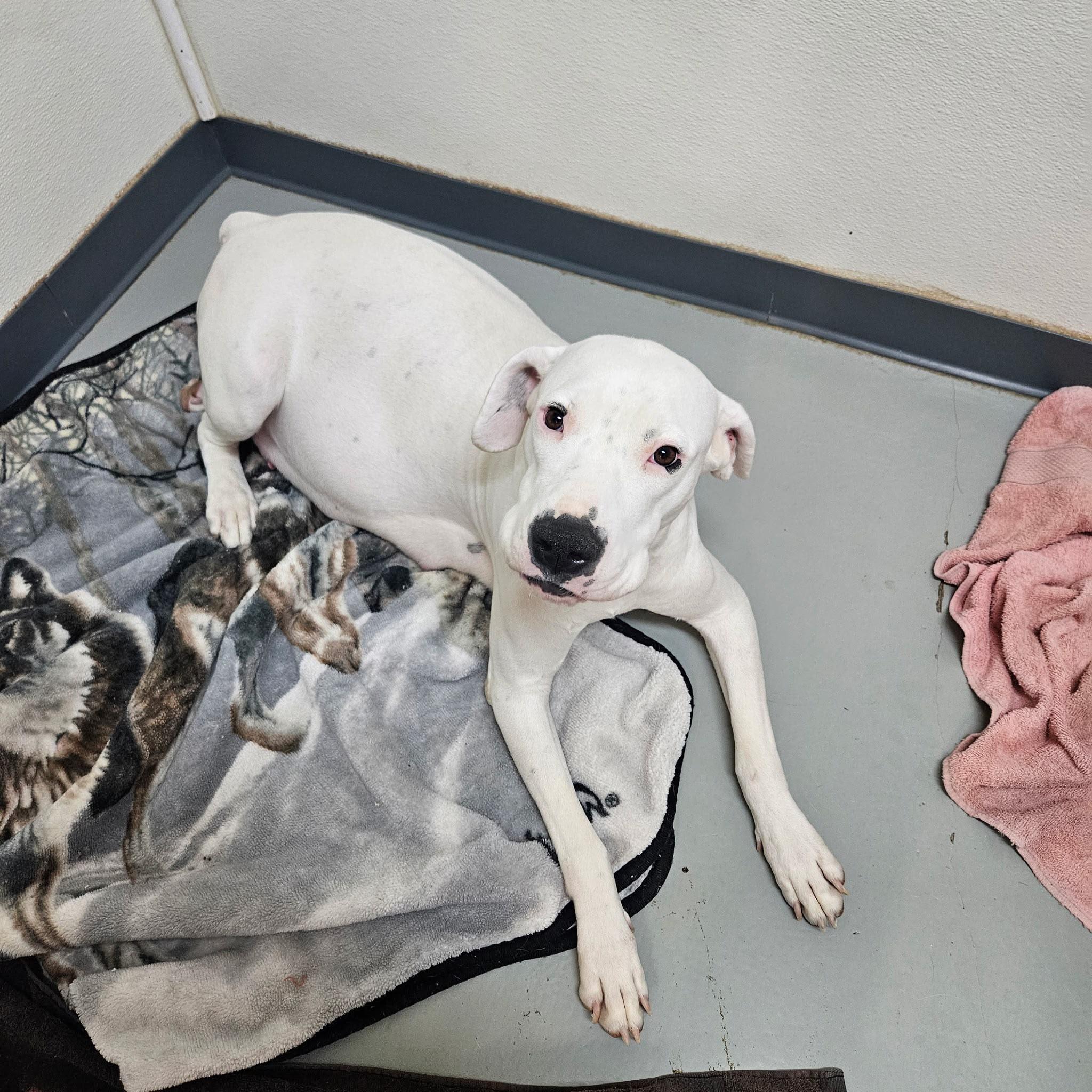 Marshmellow, Adoptable, Young Female Pit Bull Terrier.