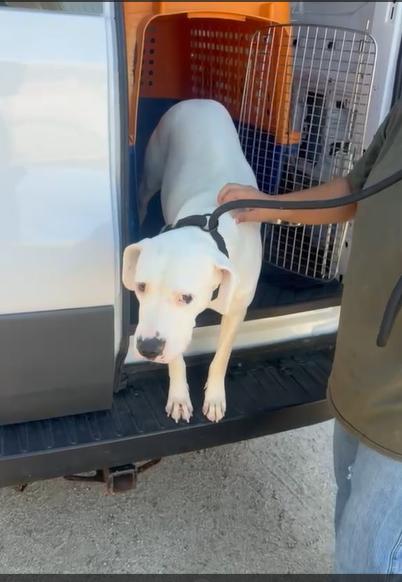 Enlarge Marshmellow, a Adoptable mixed breed in Inglewood, CA image 2/6