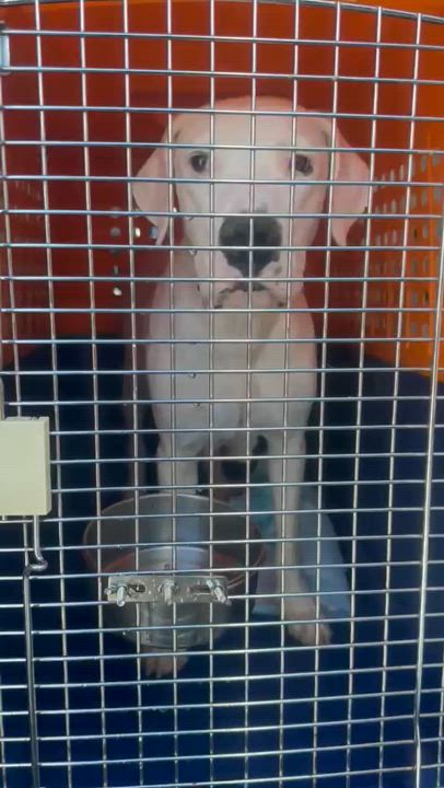 Enlarge Marshmellow, a Adoptable mixed breed in Inglewood, CA video 5/6