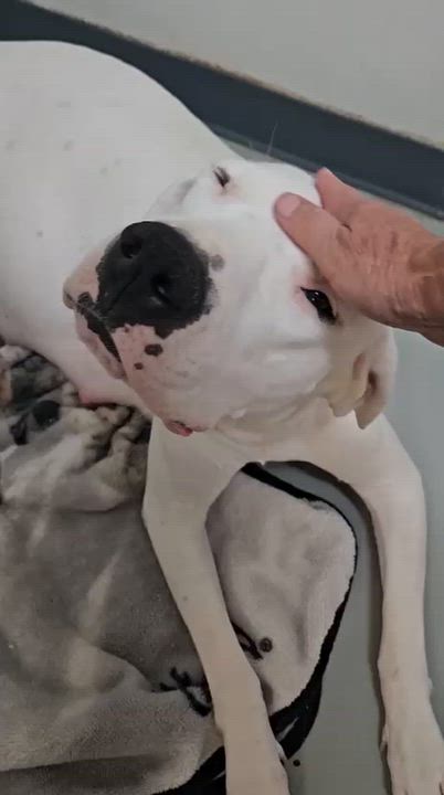 Enlarge Marshmellow, a Adoptable mixed breed in Inglewood, CA video 6/6