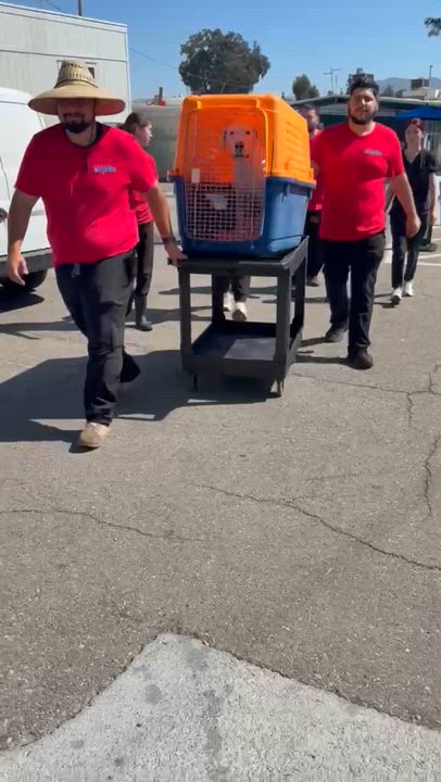 Enlarge Marshmellow, a Adoptable mixed breed in Inglewood, CA video 4/6