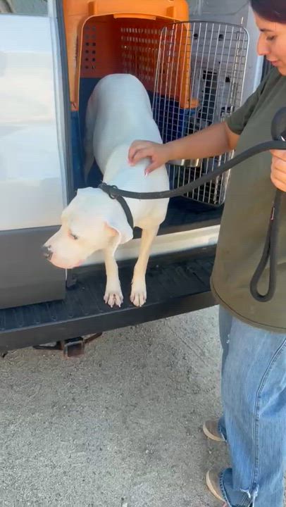 Enlarge Marshmellow, a Adoptable mixed breed in Inglewood, CA video 3/6