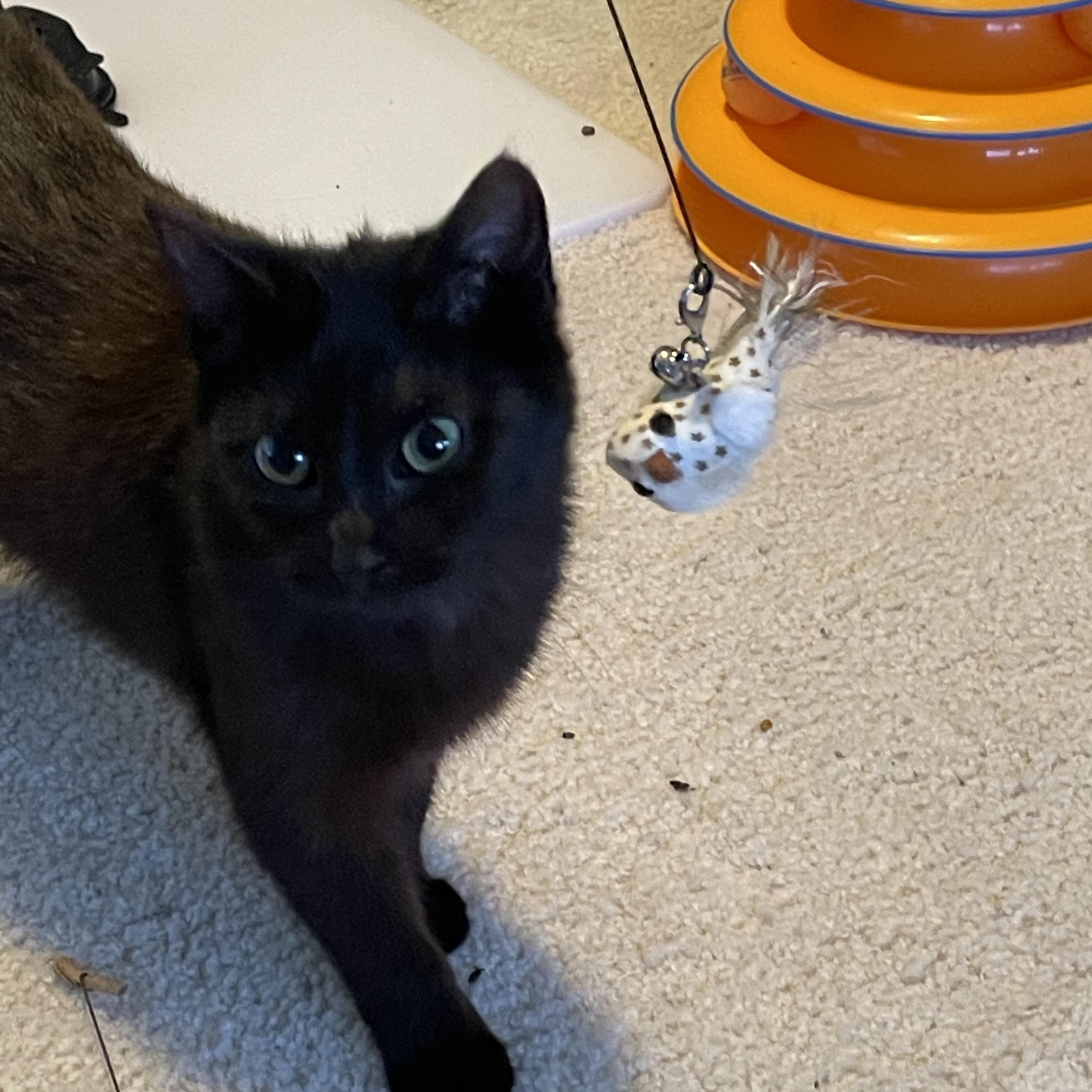 Enlarge Ash, a ADOPTABLE Domestic Short Hair in Mineral Point, WI image 1/6