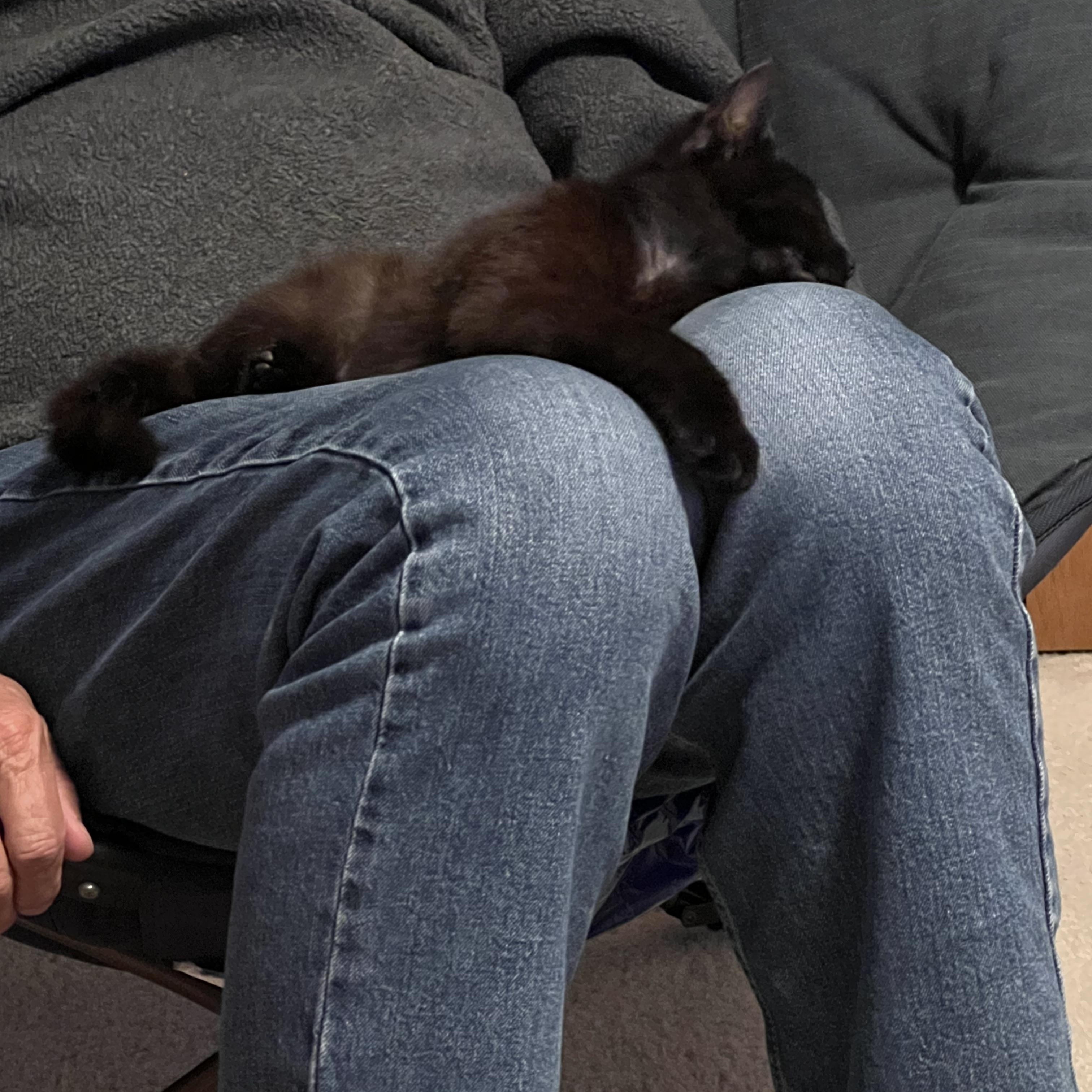 Enlarge Ash, a ADOPTABLE Domestic Short Hair in Mineral Point, WI image 5/6