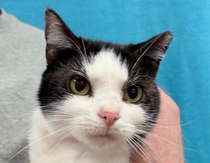 Dominos, Adoptable, Adult Female Domestic Short Hair.