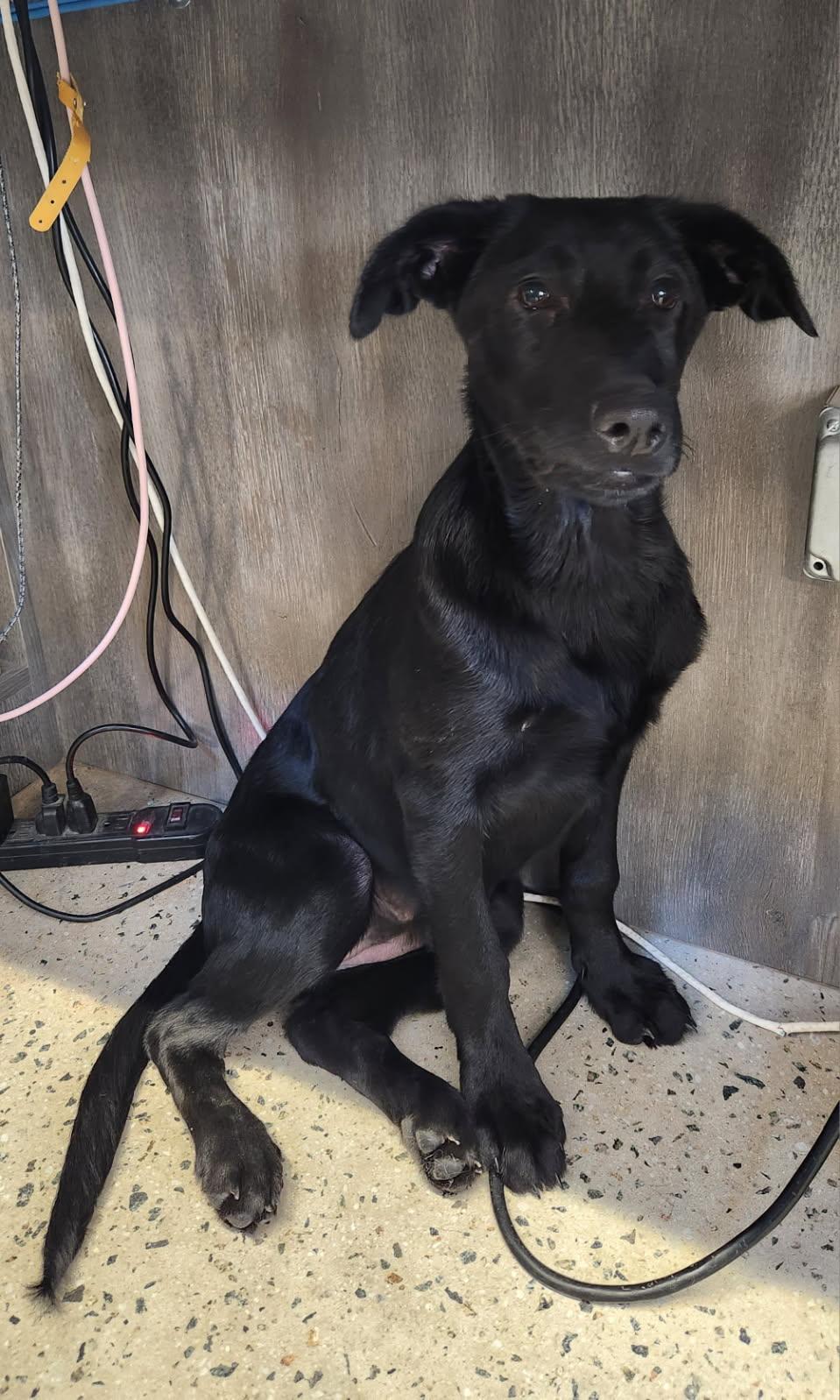 Enlarge Frida, an adopted Black Labrador Retriever in New Rochelle, NY image 2/2