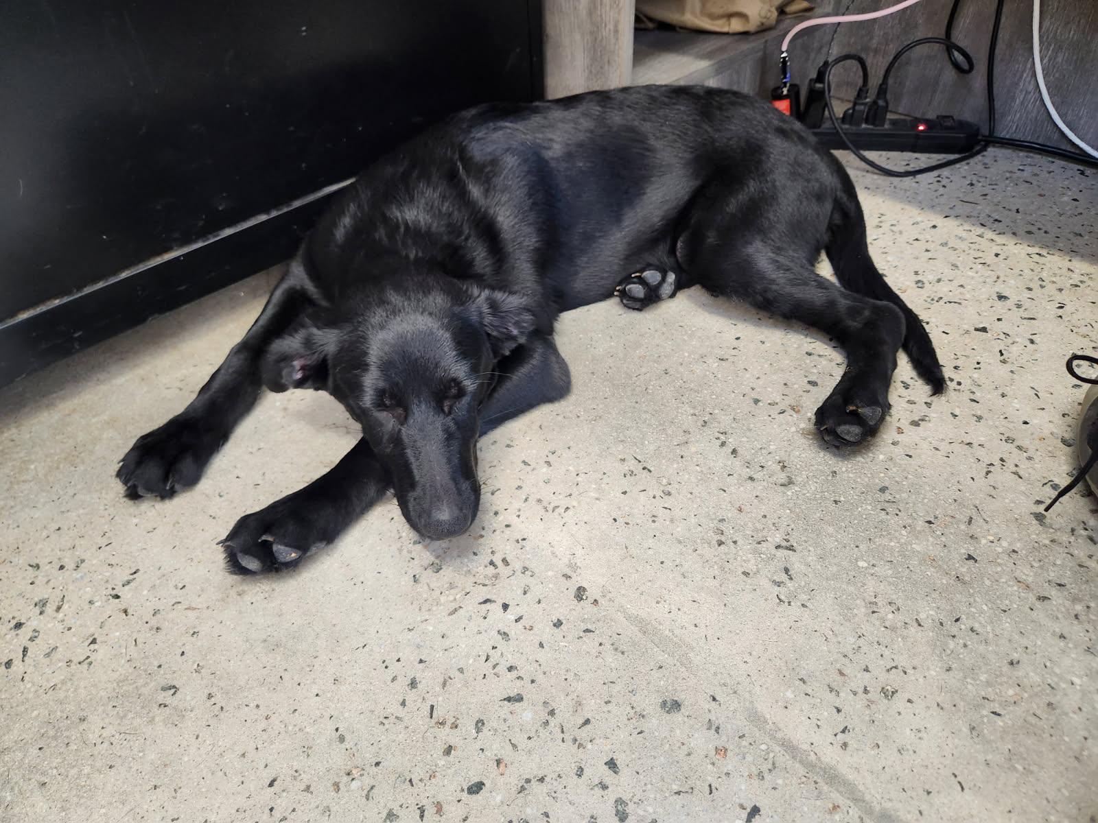 Enlarge Frida, an adopted Black Labrador Retriever in New Rochelle, NY image 1/2