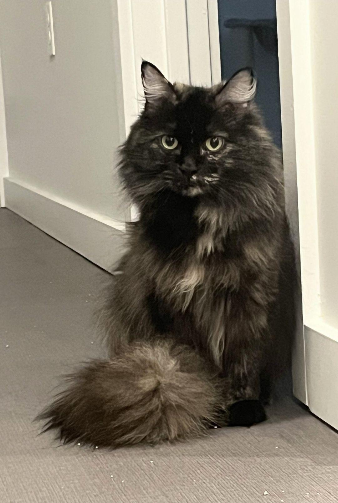 Enlarge Esme, an adopted Domestic Long Hair in Bentonville, AR image 2/3