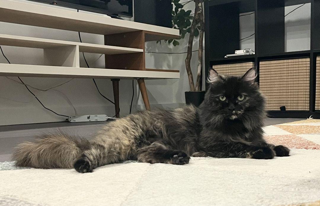 Enlarge Esme, an adopted Domestic Long Hair in Bentonville, AR image 3/3