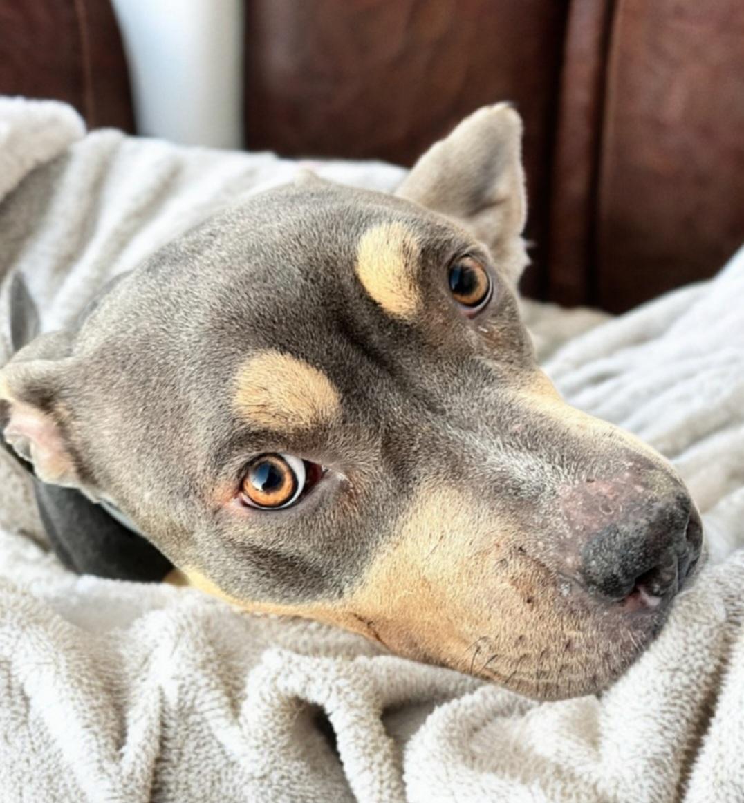 Peachy, Adopted, Young Female American Staffordshire Terrier.