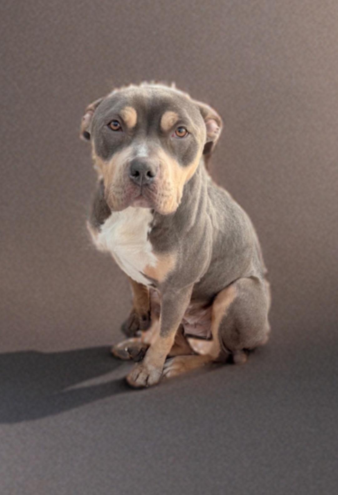 Enlarge Peachy, a Adopted American Staffordshire Terrier in merrillville, IN image 2/3