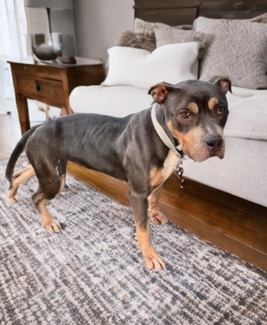 Enlarge Peachy, a Adopted American Staffordshire Terrier in merrillville, IN image 3/3