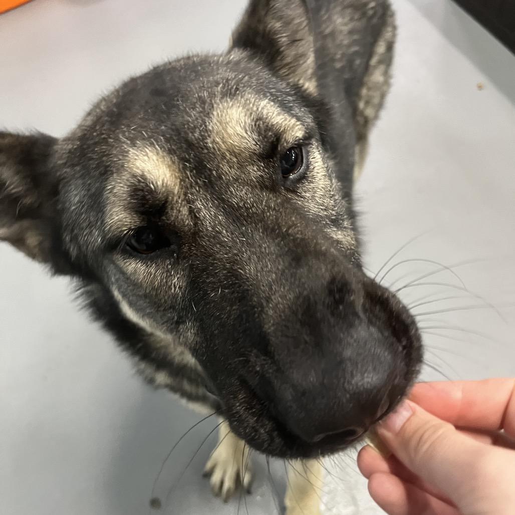 Luna, Adoptable, Young Female German Shepherd Dog & Mixed Breed.