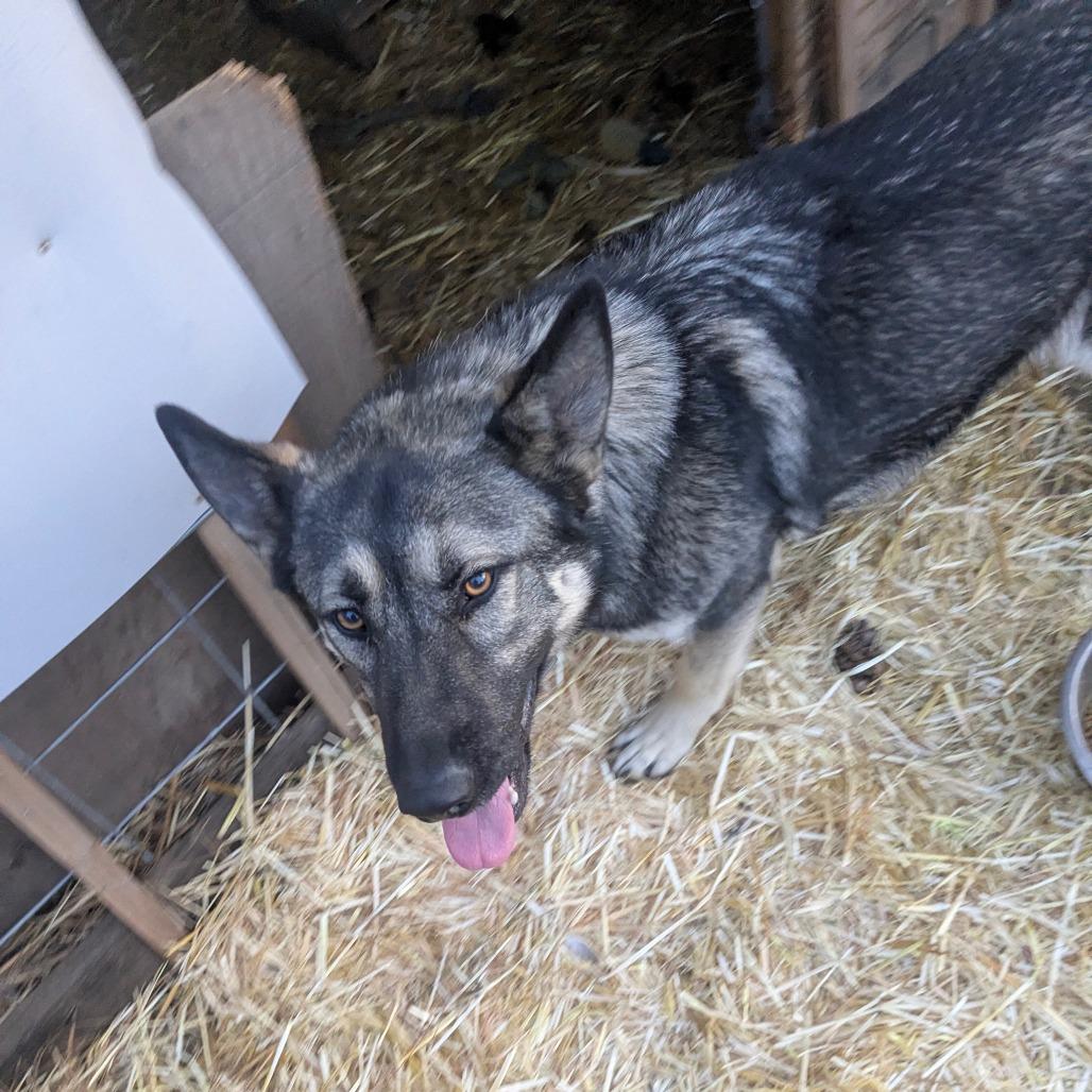 Enlarge Luna, a Adoptable mixed breed in Tacoma, WA image 2/4