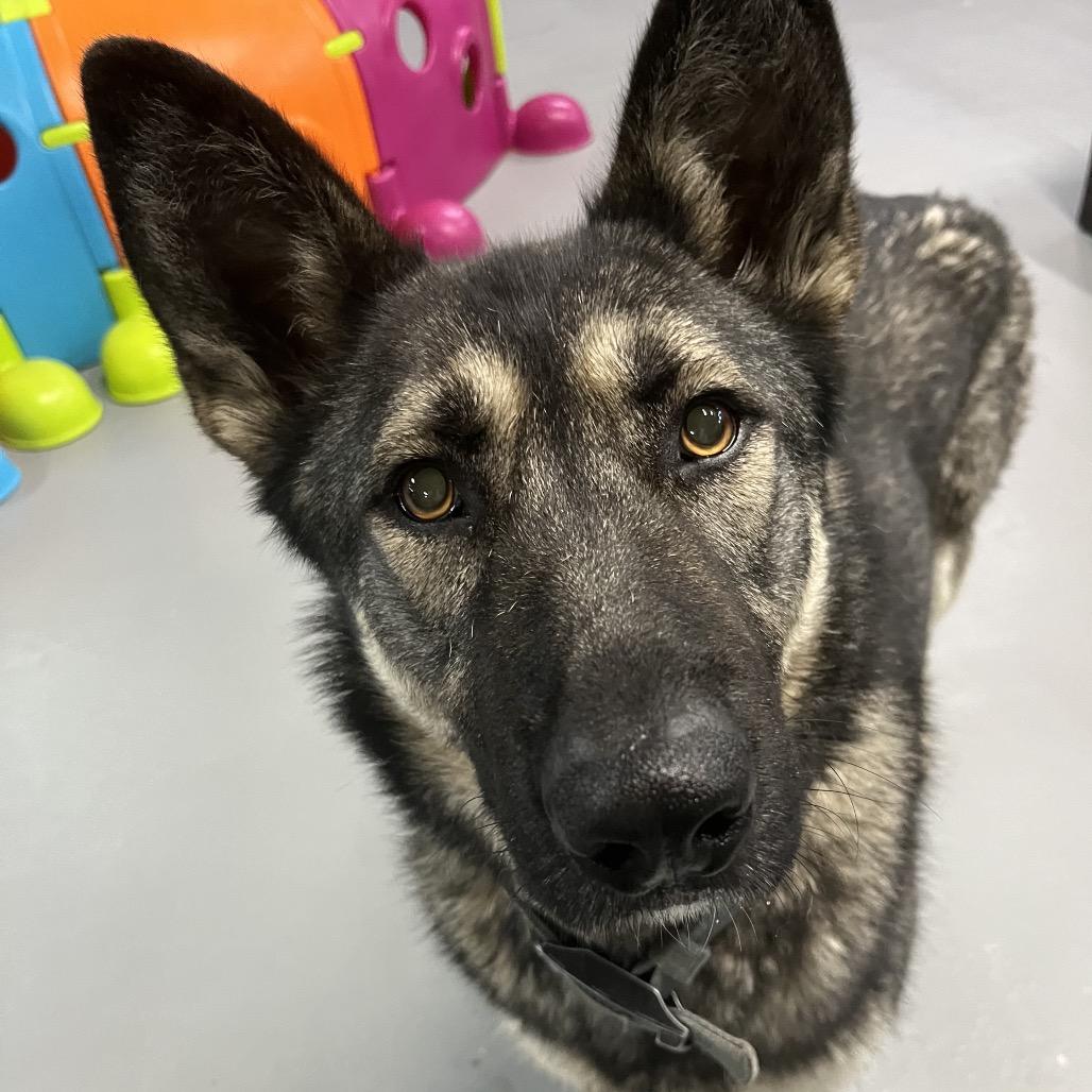 Enlarge Luna, a Adoptable mixed breed in Tacoma, WA image 3/4