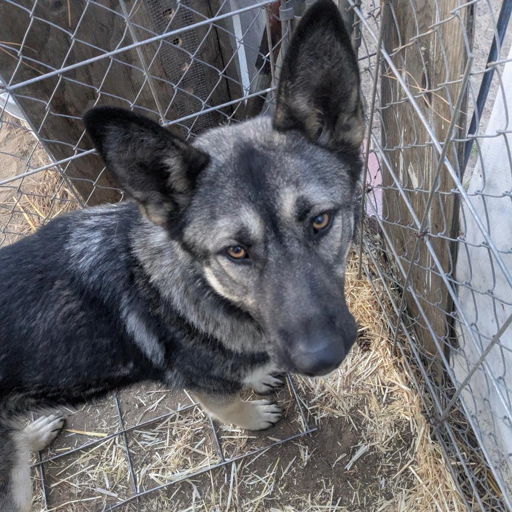 Enlarge Luna, a Adoptable mixed breed in Tacoma, WA image 4/4