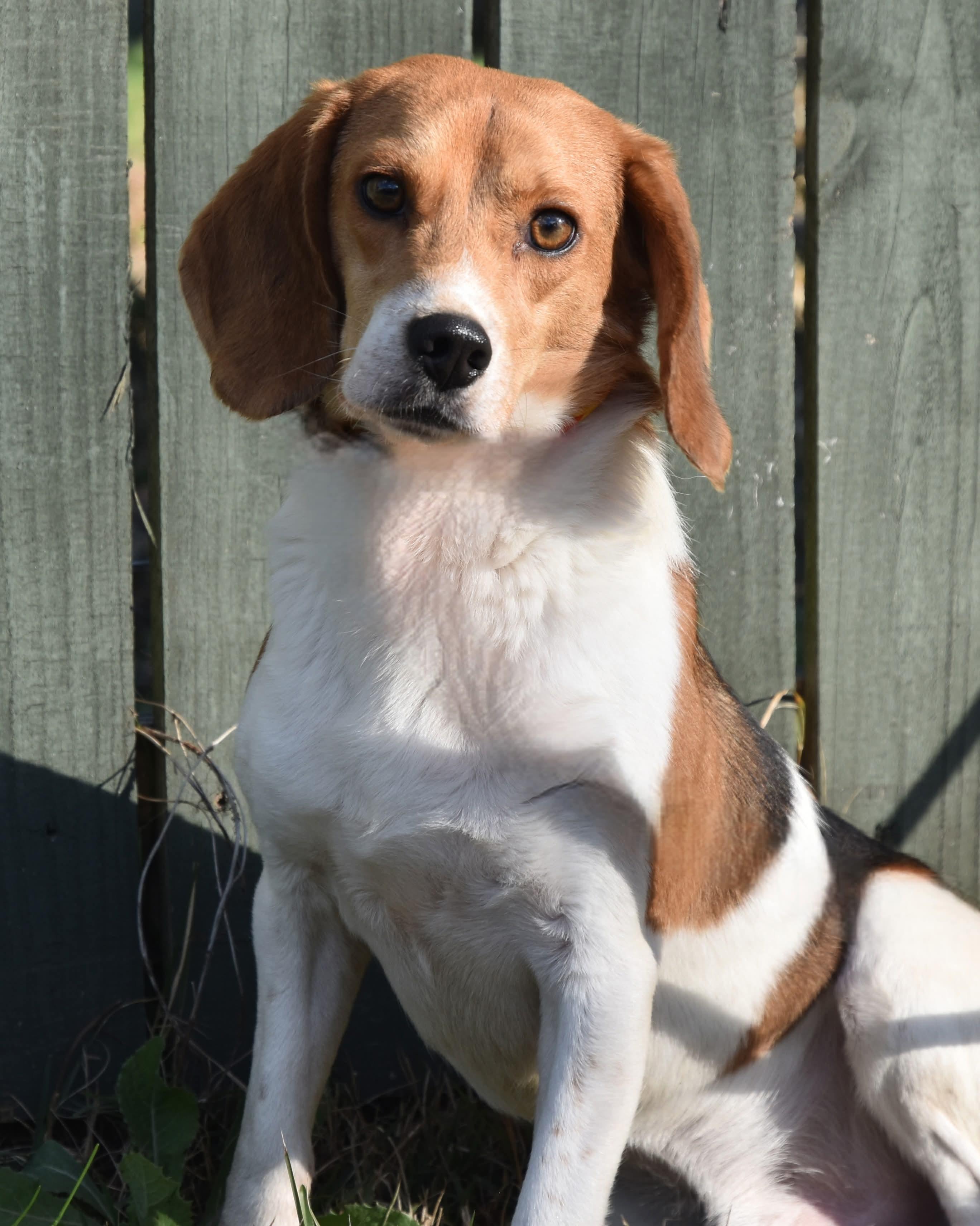 Enlarge Bugle Boy. (Always ready for some FUN!!), a Adoptable mixed breed in Farmington, CT image 5/5