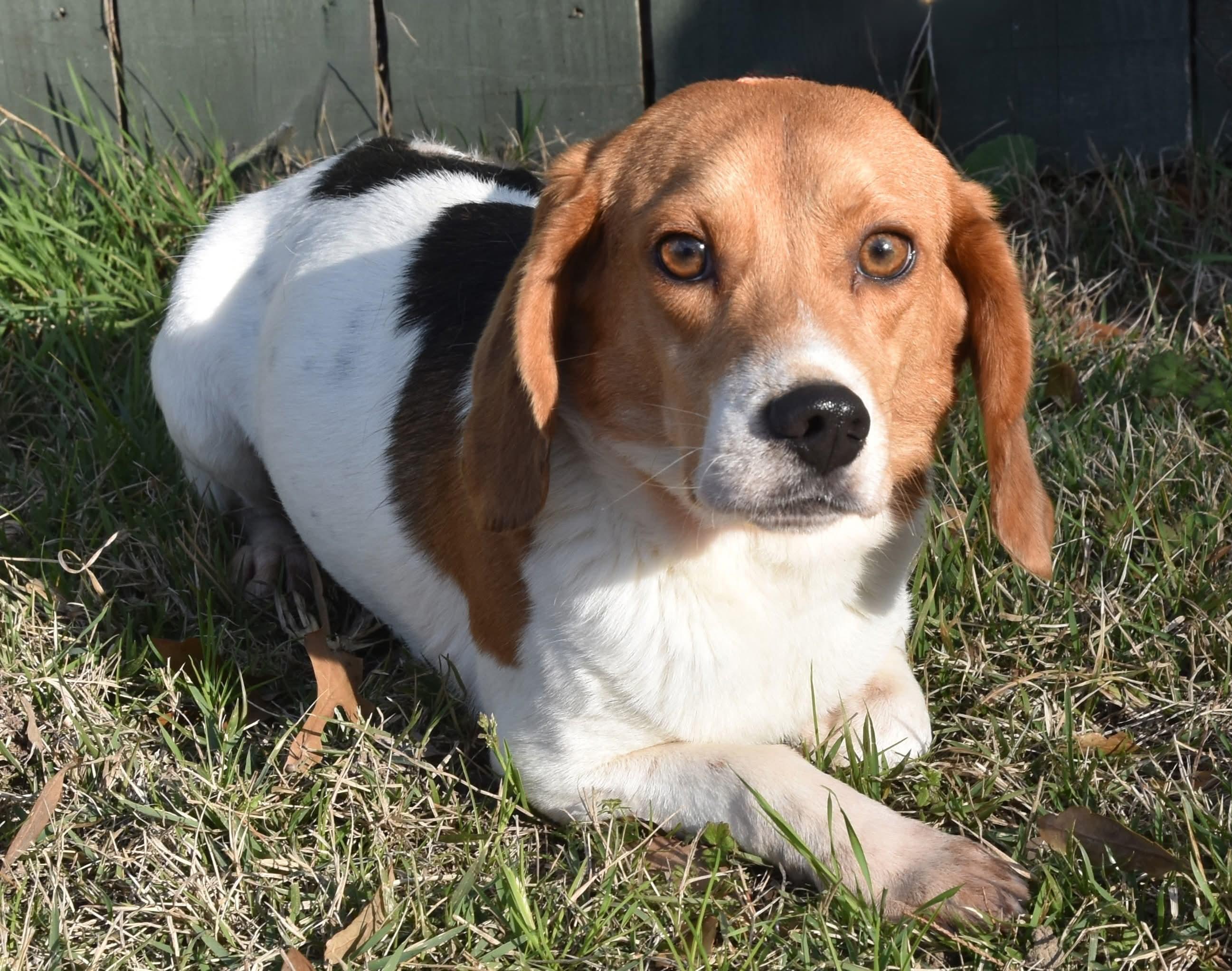 Enlarge Bugle Boy. (Always ready for some FUN!!), a Adoptable mixed breed in Farmington, CT image 3/5