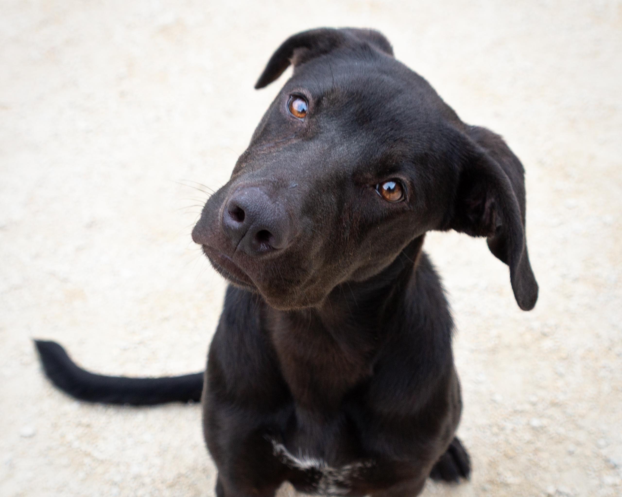 Where Can You Adopt a Dog for Free: Top Places to Find Your Pup