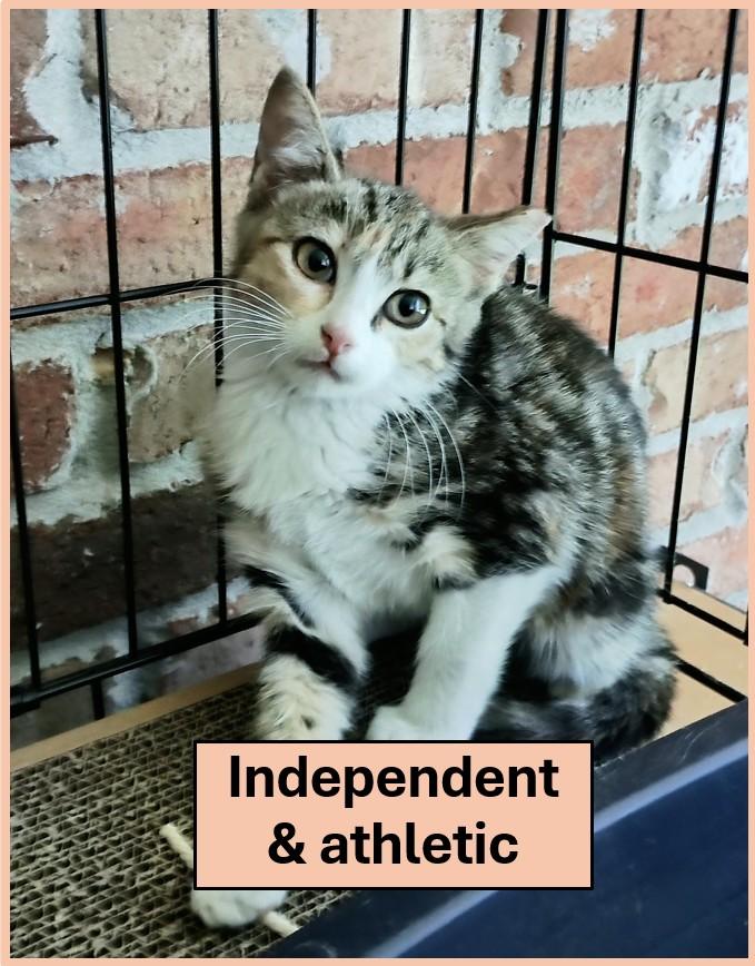 CHARLOTTE, Adoptable, Young Female Domestic Short Hair.