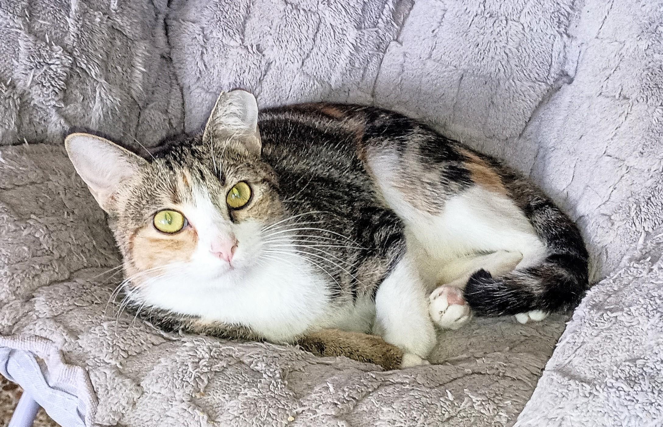 CHARLOTTE, a Adoptable Domestic Short Hair in Ridgeland, MS image 5/6