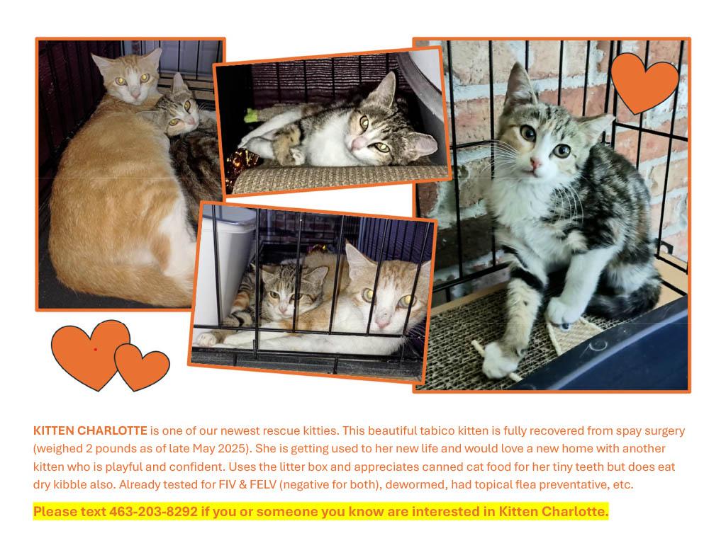 KITTEN CHARLOTTE, a Adoptable Domestic Short Hair in Ridgeland, MS image 5/5