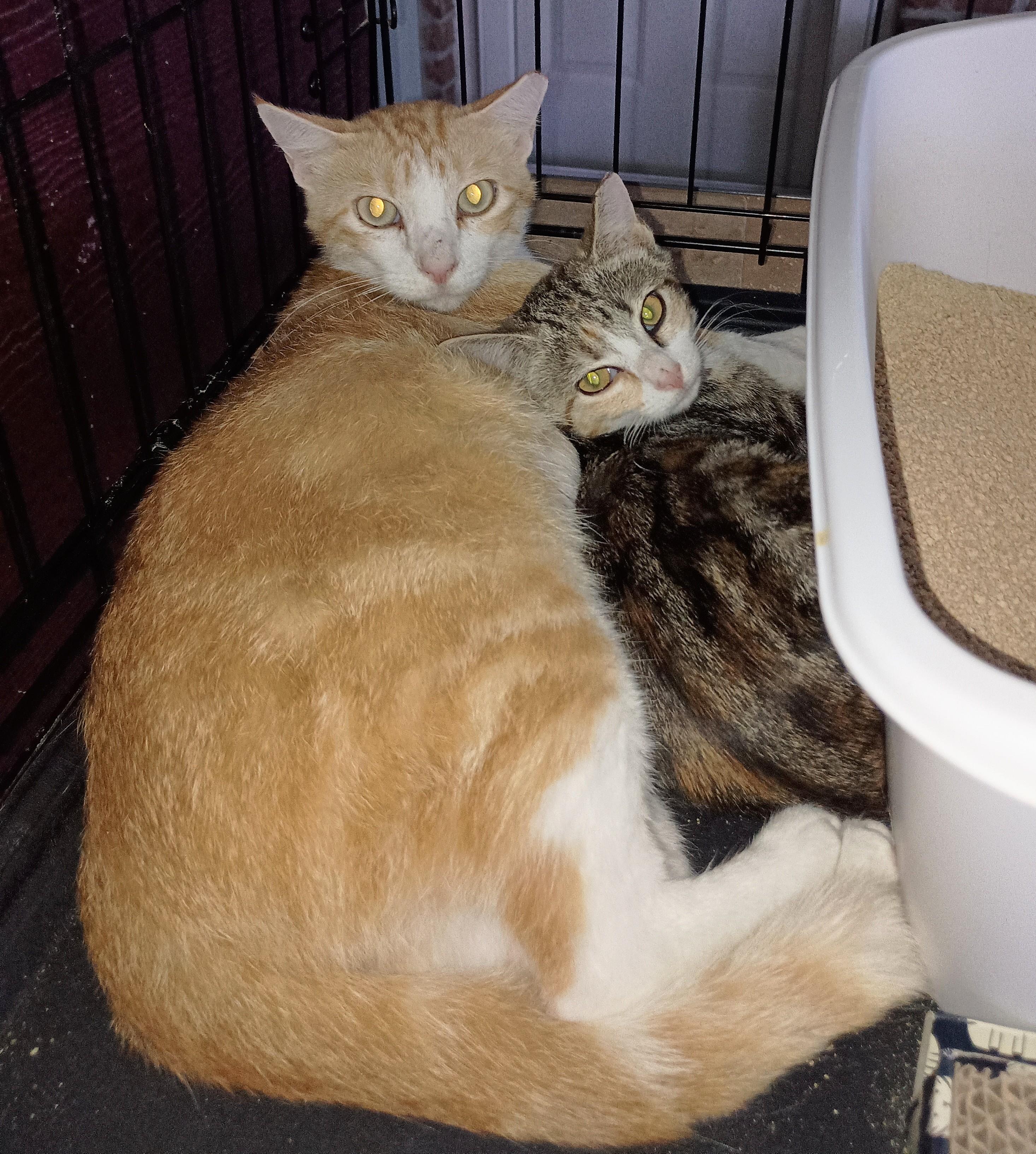 KITTEN CHARLOTTE, a Adoptable Domestic Short Hair in Ridgeland, MS image 2/5