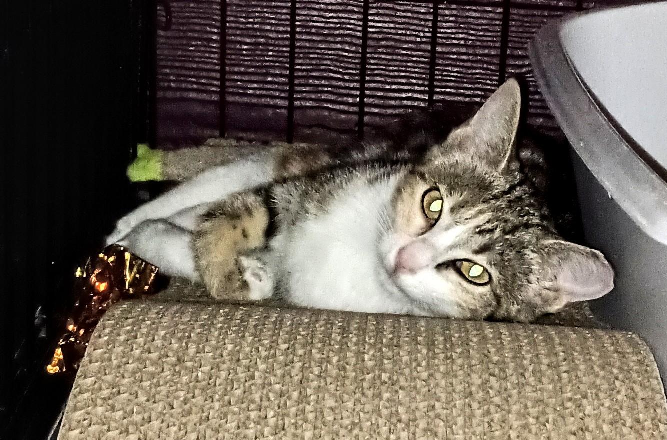 KITTEN CHARLOTTE, a Adoptable Domestic Short Hair in Ridgeland, MS image 3/5