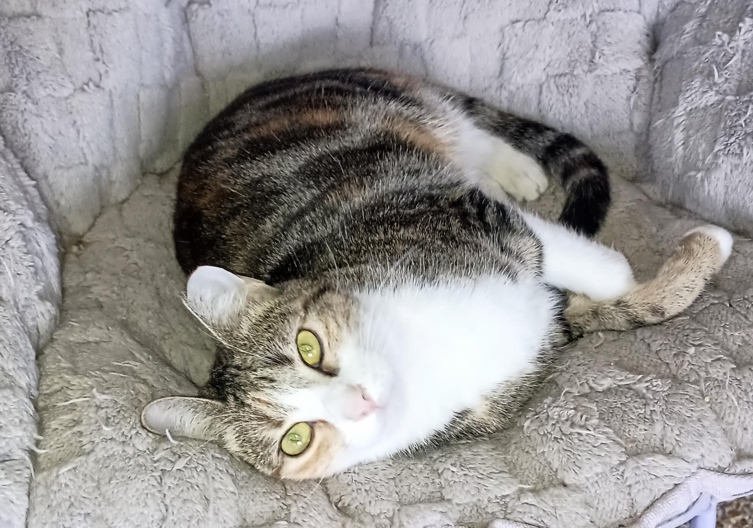 CHARLOTTE, a Adoptable Domestic Short Hair in Ridgeland, MS image 6/6
