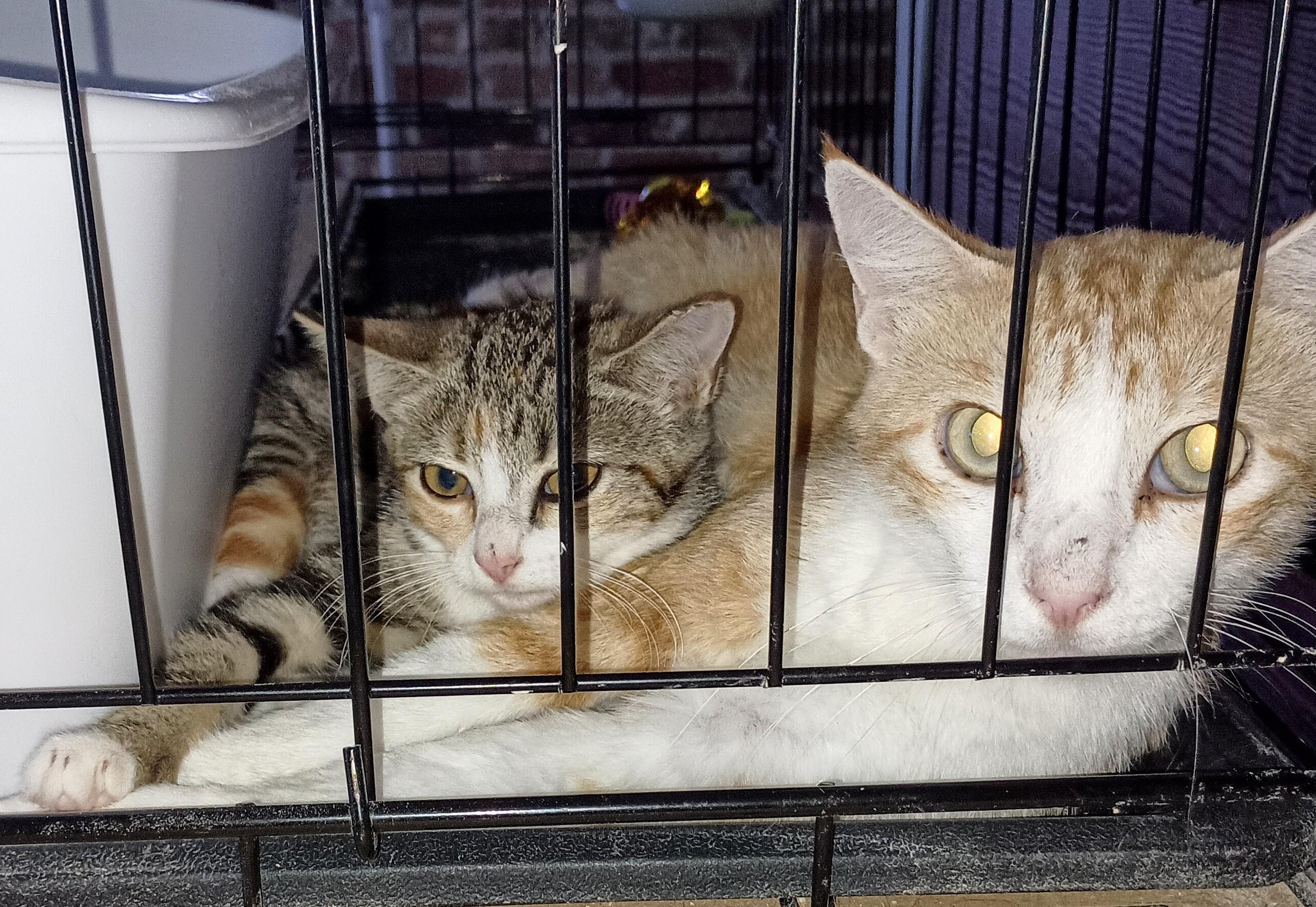 KITTEN CHARLOTTE, a Adoptable Domestic Short Hair in Ridgeland, MS image 4/5