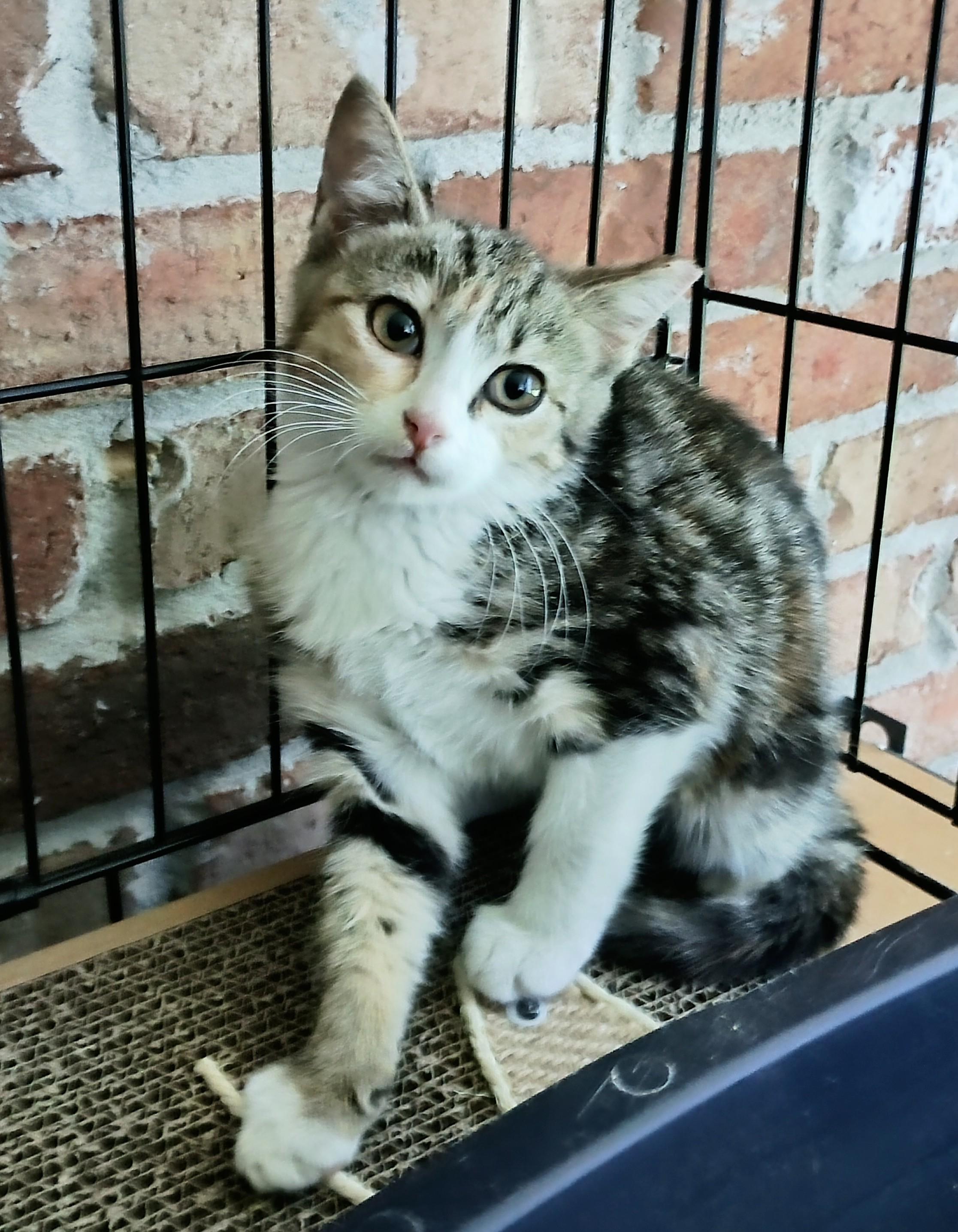 KITTEN CHARLOTTE, Adoptable, Kitten Female Domestic Short Hair.
